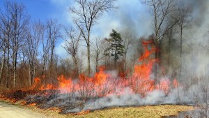 Prescription Burn in the Delaware State Forest