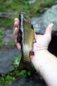 Choke Creek Native Brook Trout. Caught and Released.