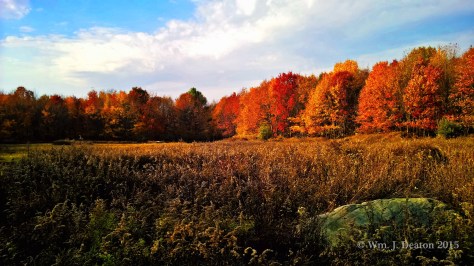 Old Dingman's Field #3