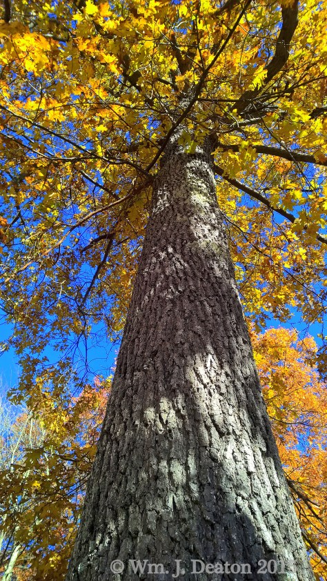 Yellow Oak