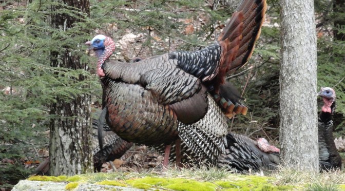 Splendid Springtime Sojurns