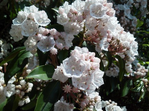 Mountain Laurel