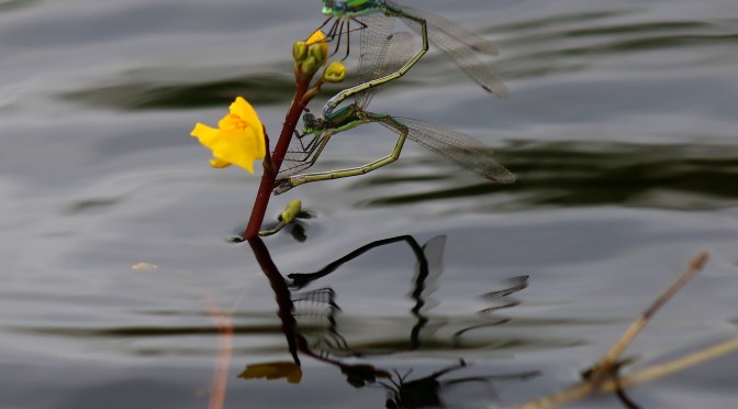 Summer Swamp Paddling